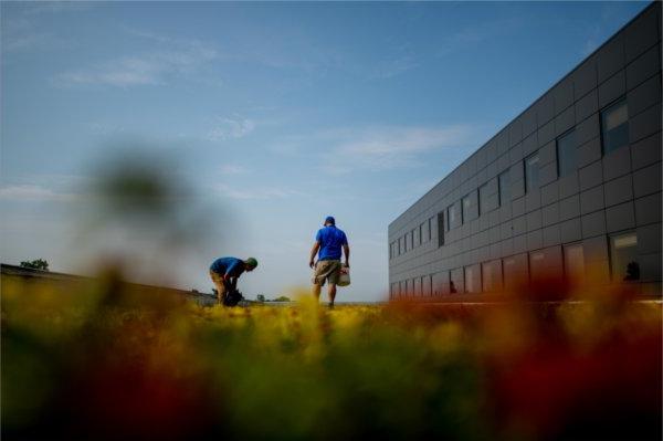  Two people, one with a bucket, work on weeding a green roof. 